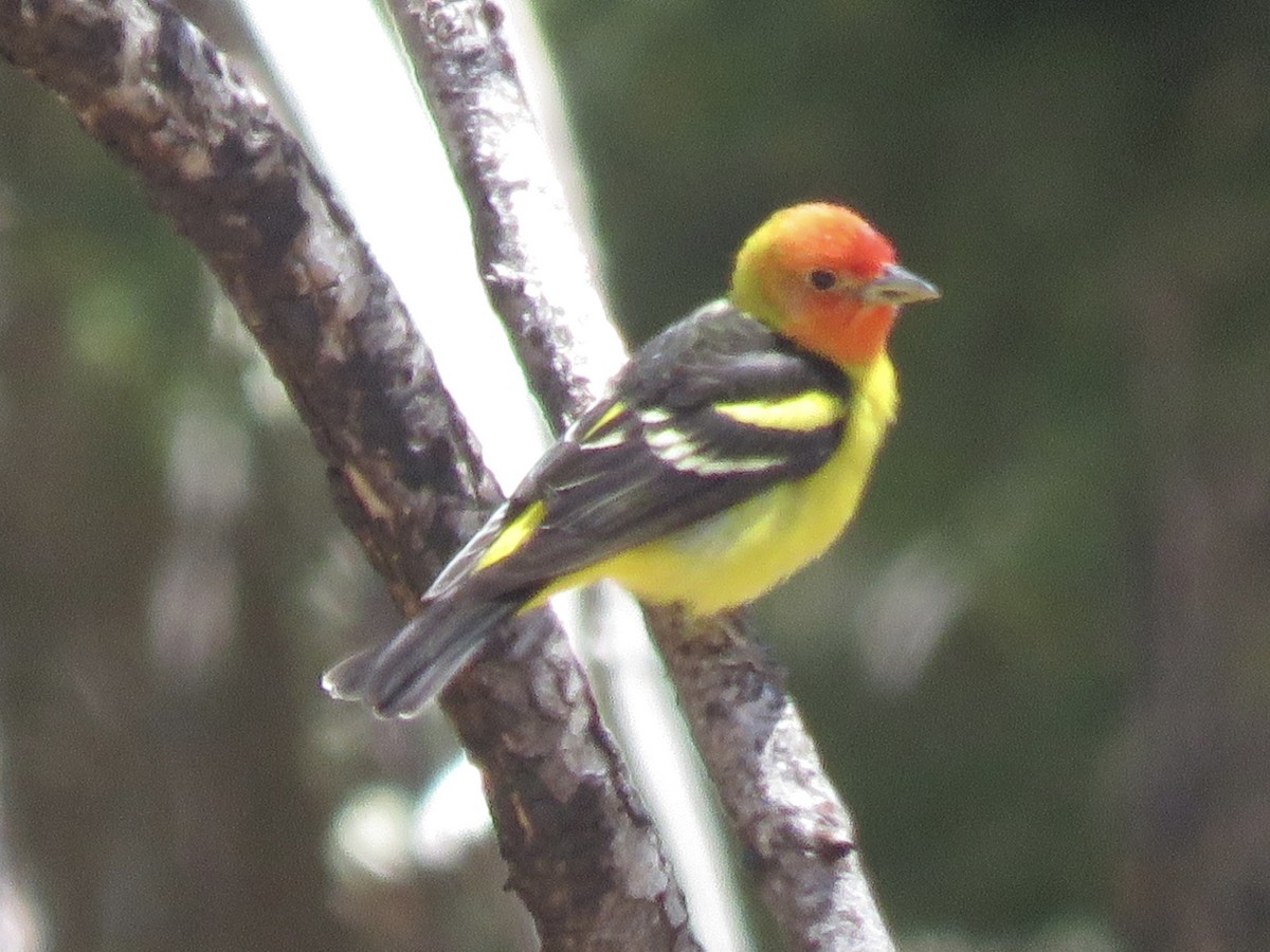 Western Tanager - Anonymous