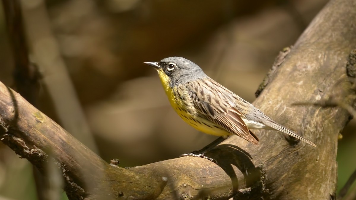 Kirtland's Warbler - ML618691535