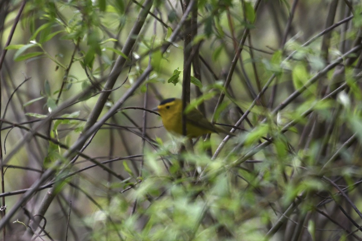 Wilson's Warbler - ML618691574