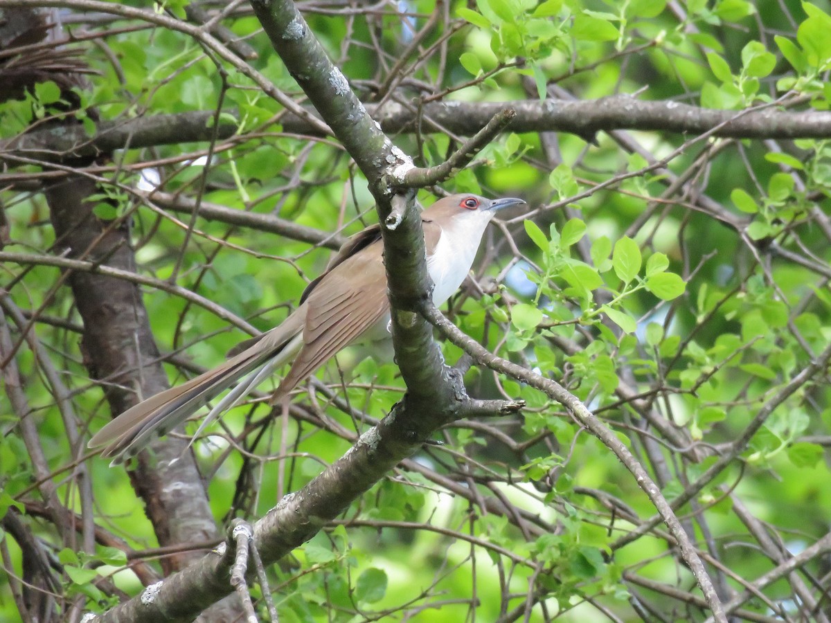 Black-billed Cuckoo - ML618691582