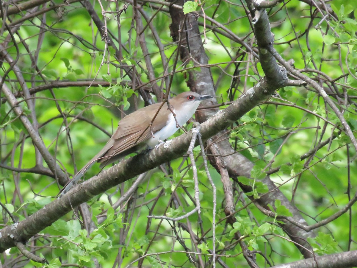 Black-billed Cuckoo - ML618691583