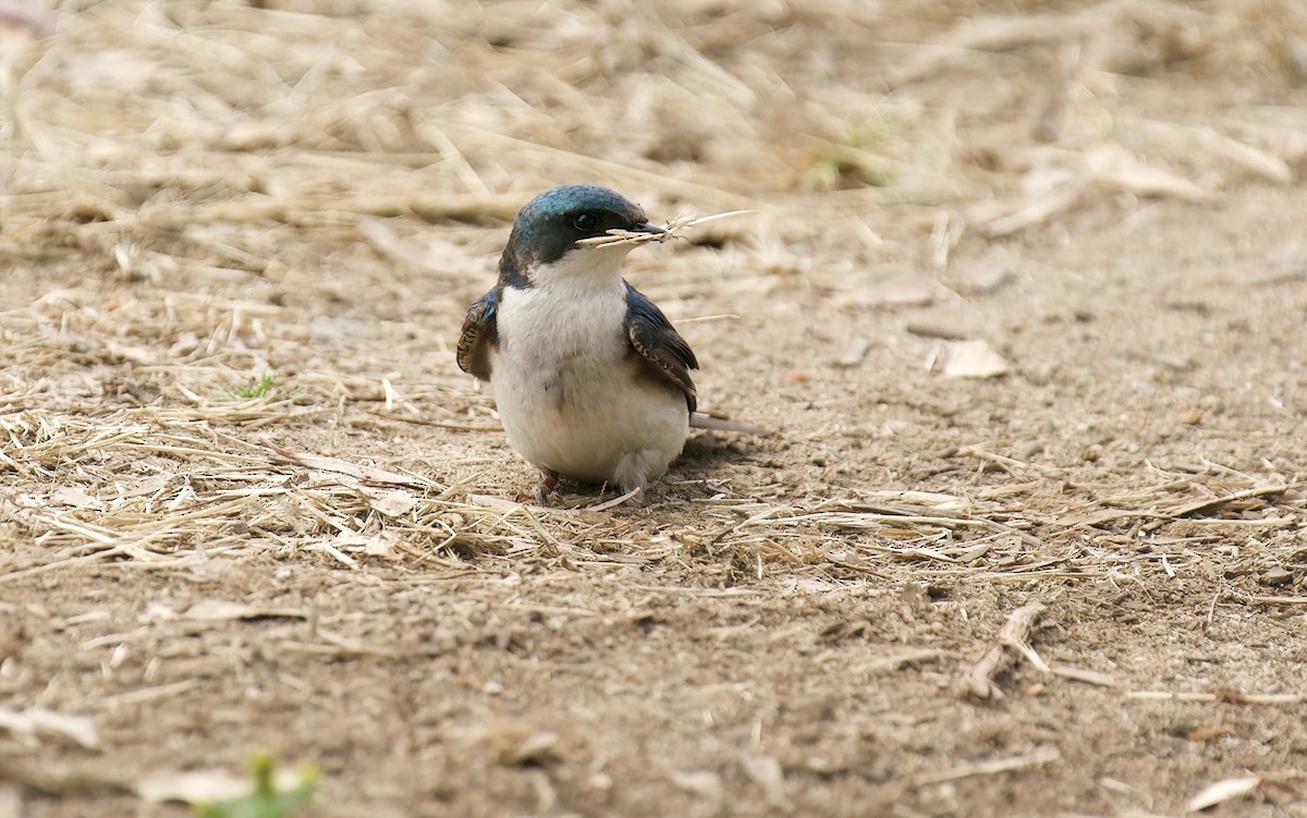 Tree Swallow - ML618691586