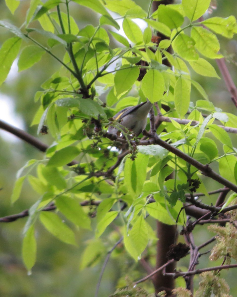 Golden-winged Warbler - ML618691608