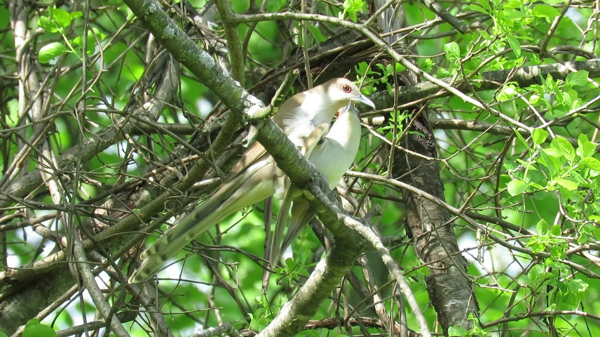 Black-billed Cuckoo - ML618691612