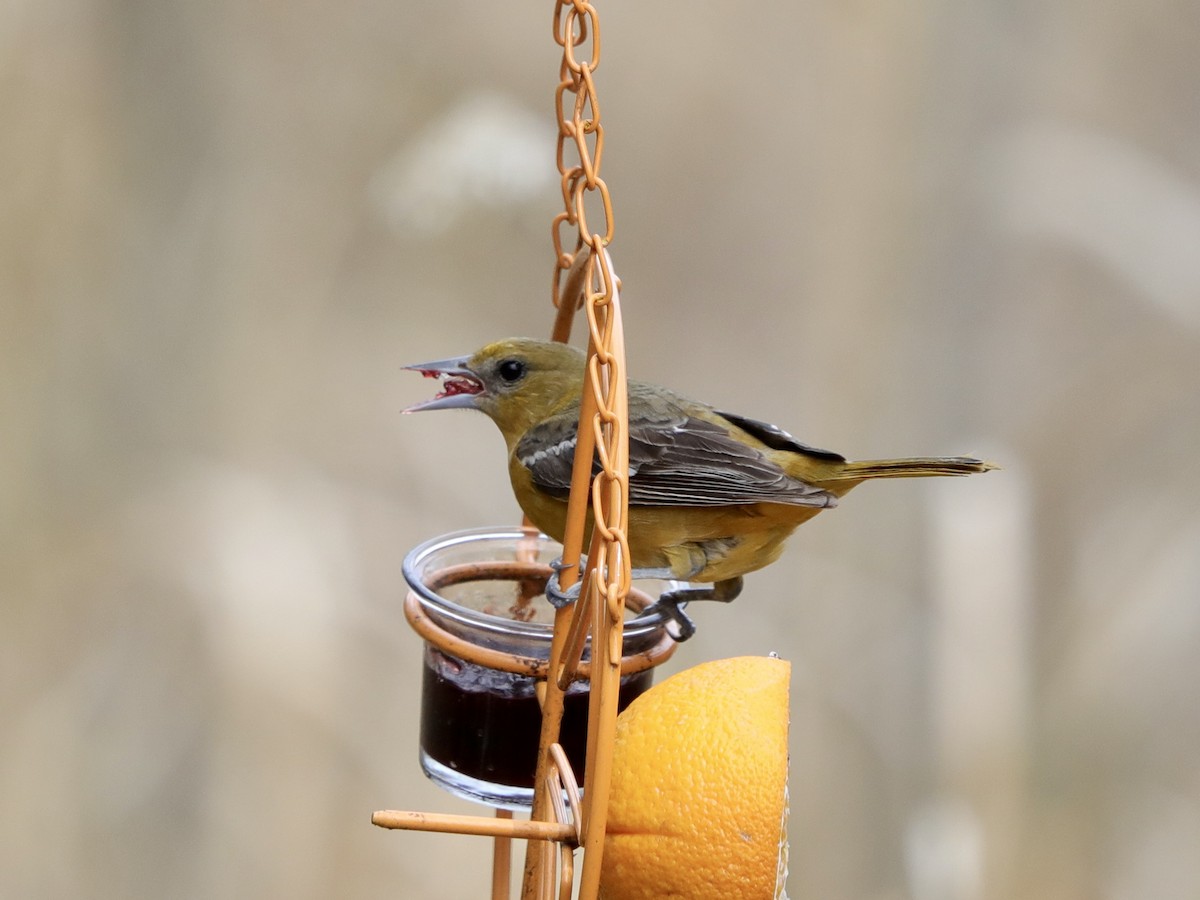 Baltimore Oriole - David Wittrock