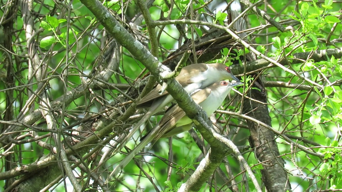 Black-billed Cuckoo - ML618691647