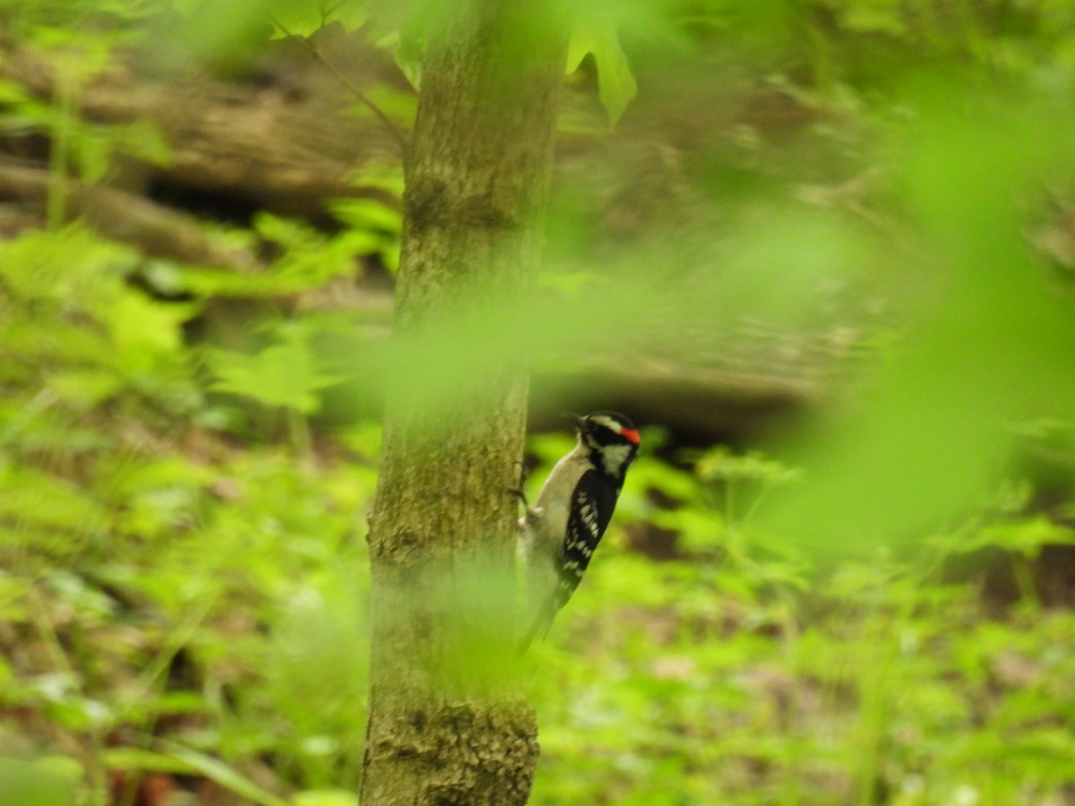 Downy Woodpecker - ML618691649