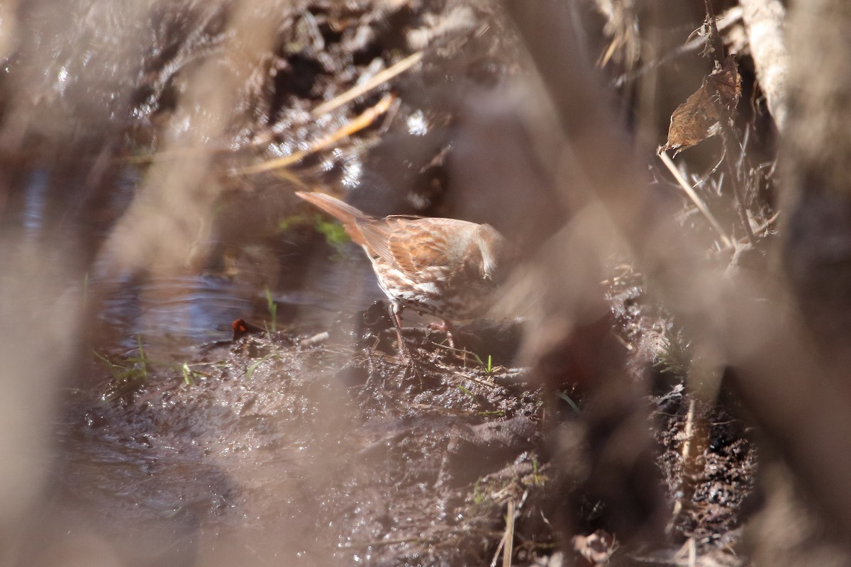 Fox Sparrow (Red) - Daniel  Bellich