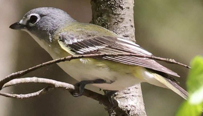 Blue-headed Vireo - ML618691653