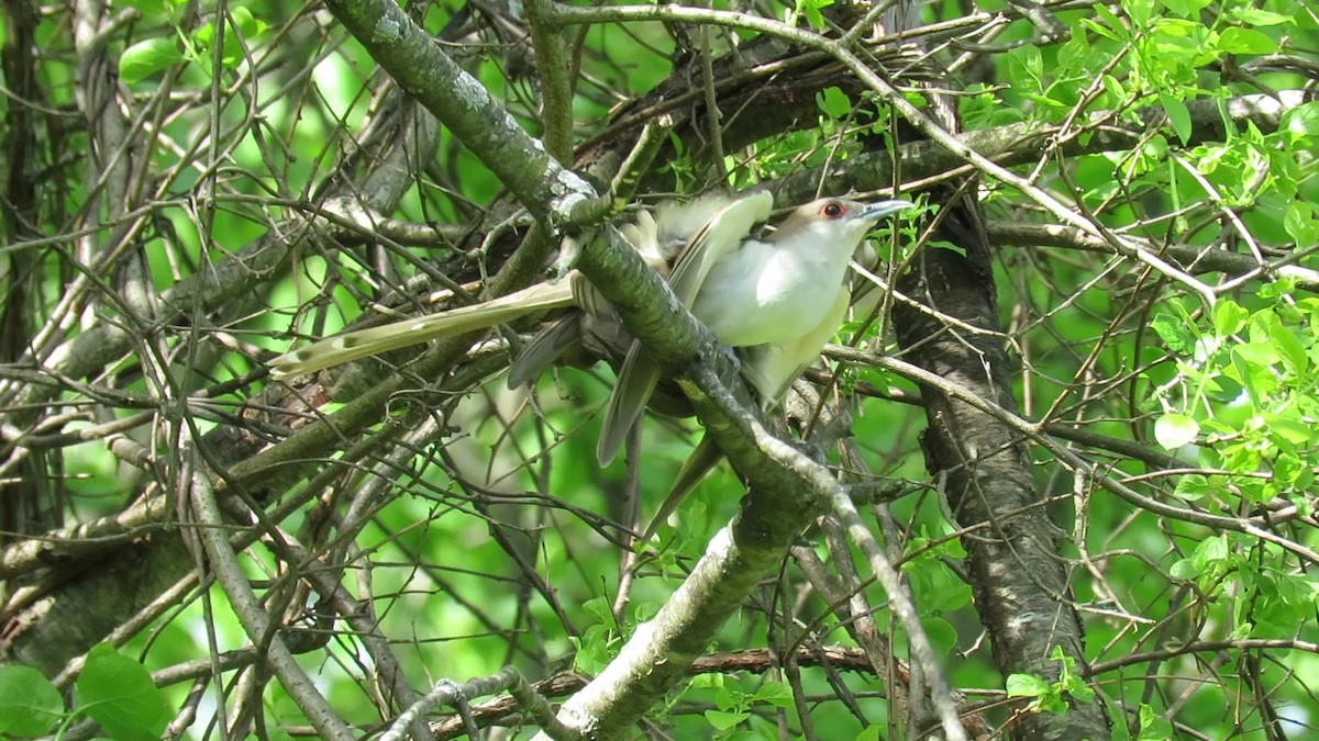 Black-billed Cuckoo - ML618691673