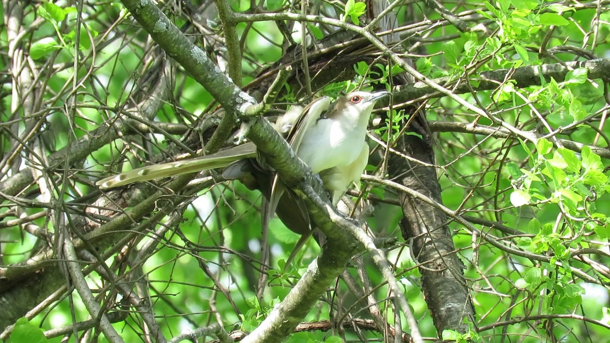 Black-billed Cuckoo - ML618691674