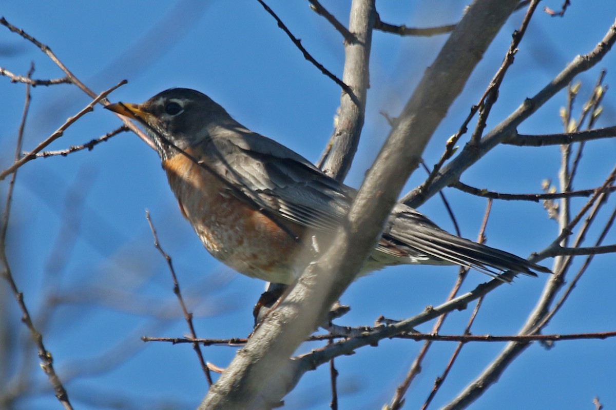 American Robin - ML618691691