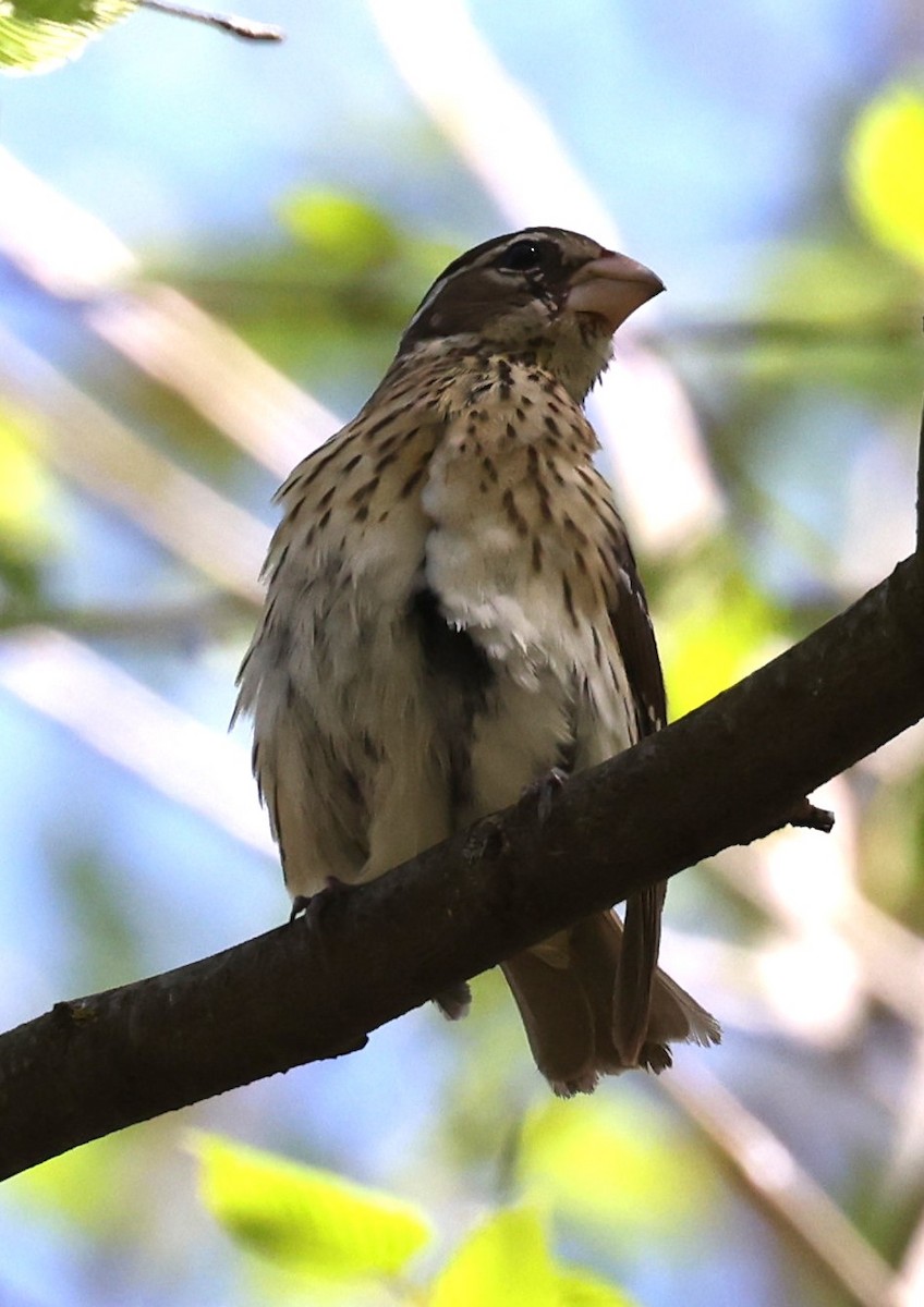 Rose-breasted Grosbeak - ML618691692