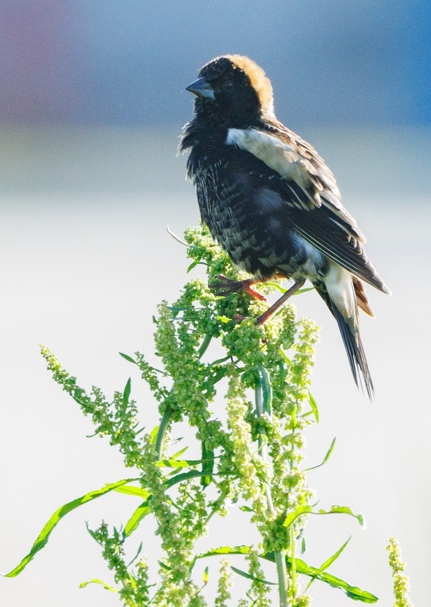 Bobolink - Jim Malone