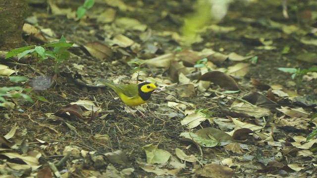 Hooded Warbler - ML618691732