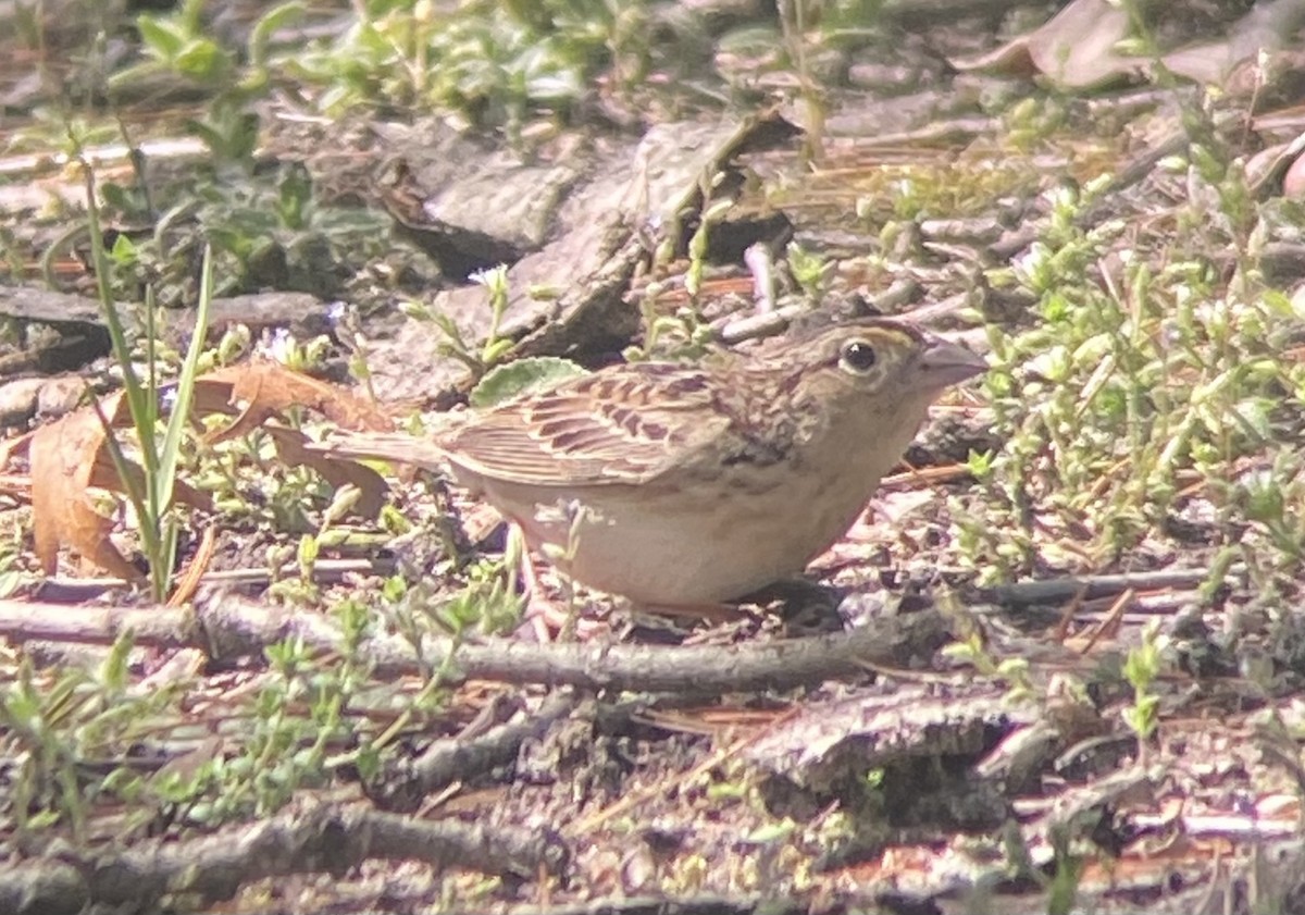 Grasshopper Sparrow - Amy Kearns