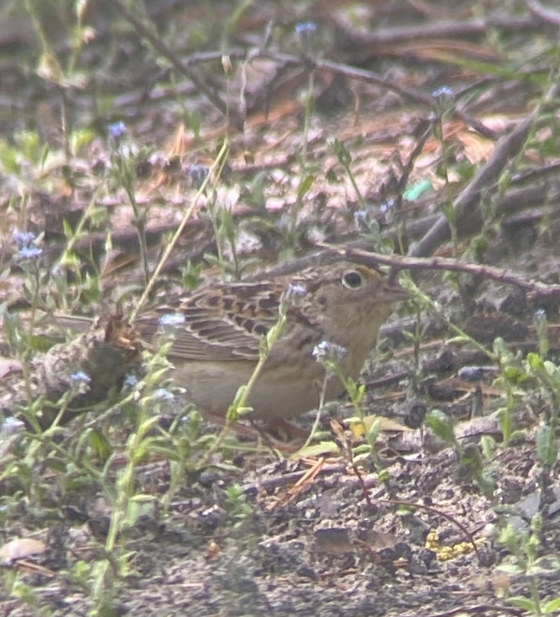 Grasshopper Sparrow - Amy Kearns