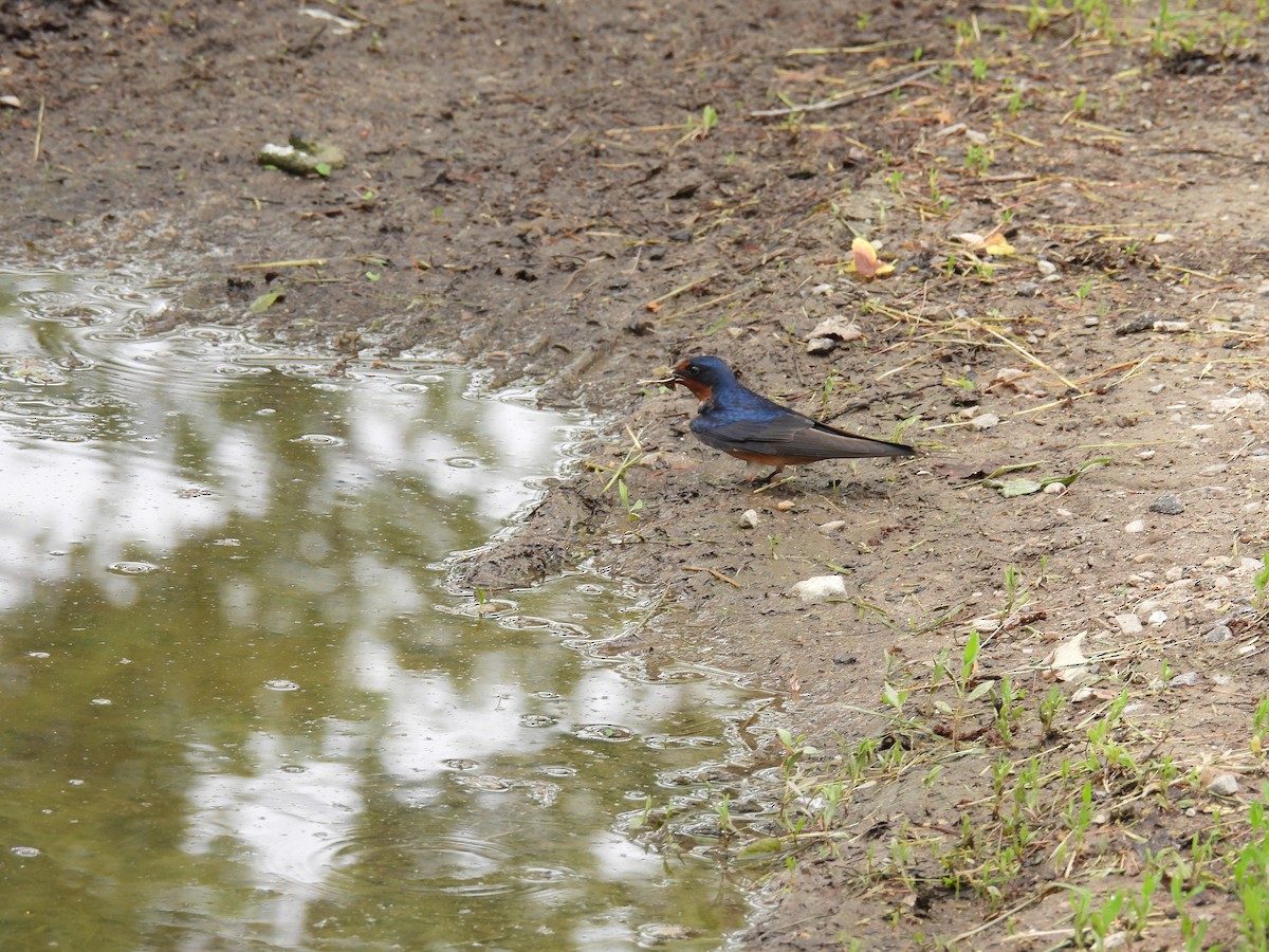 Barn Swallow - Shannon Walker