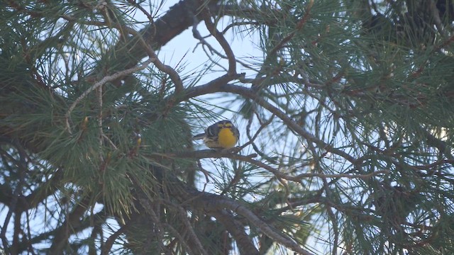 Grace's Warbler - ML618691785