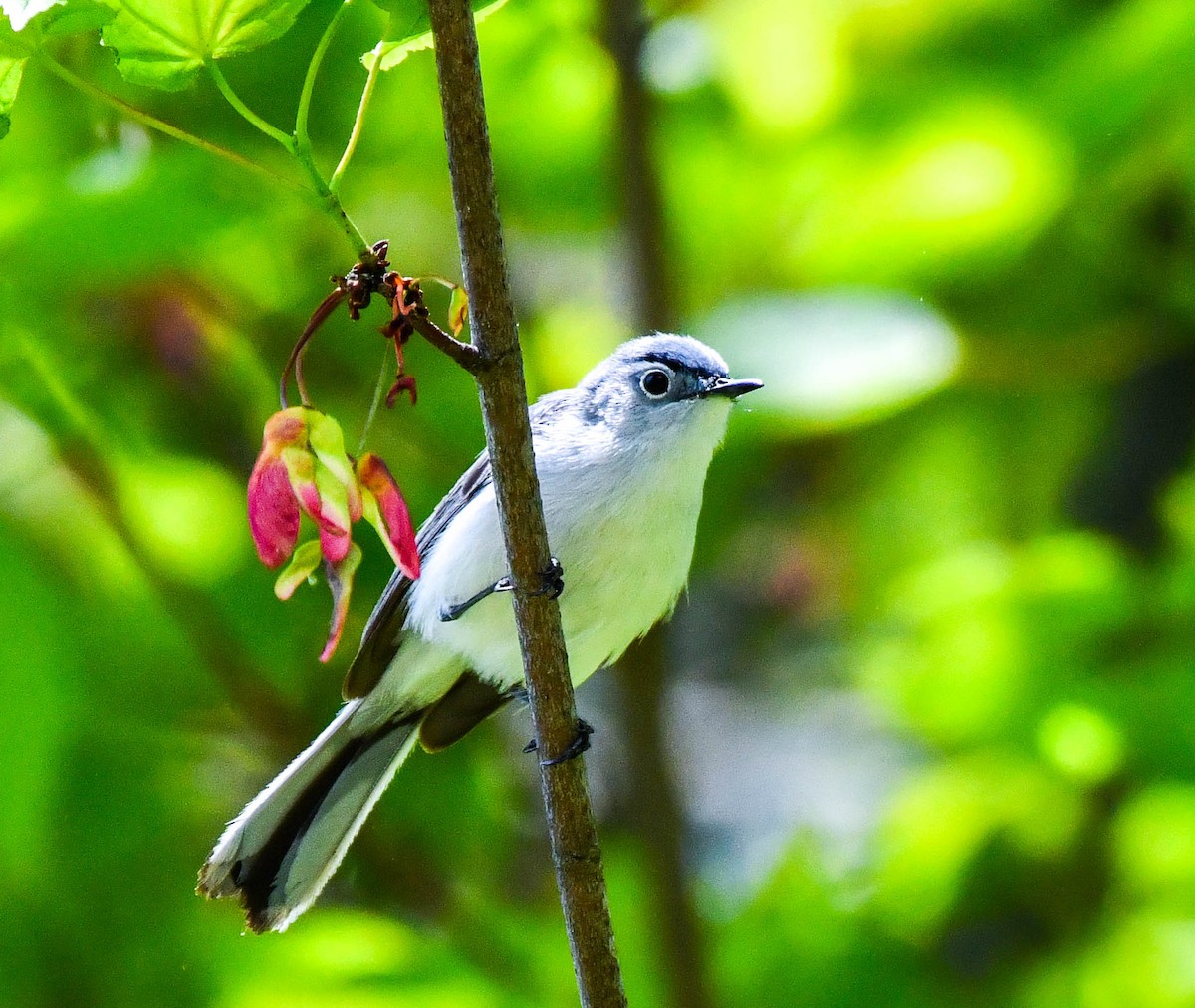 Blue-gray Gnatcatcher - ML618691793