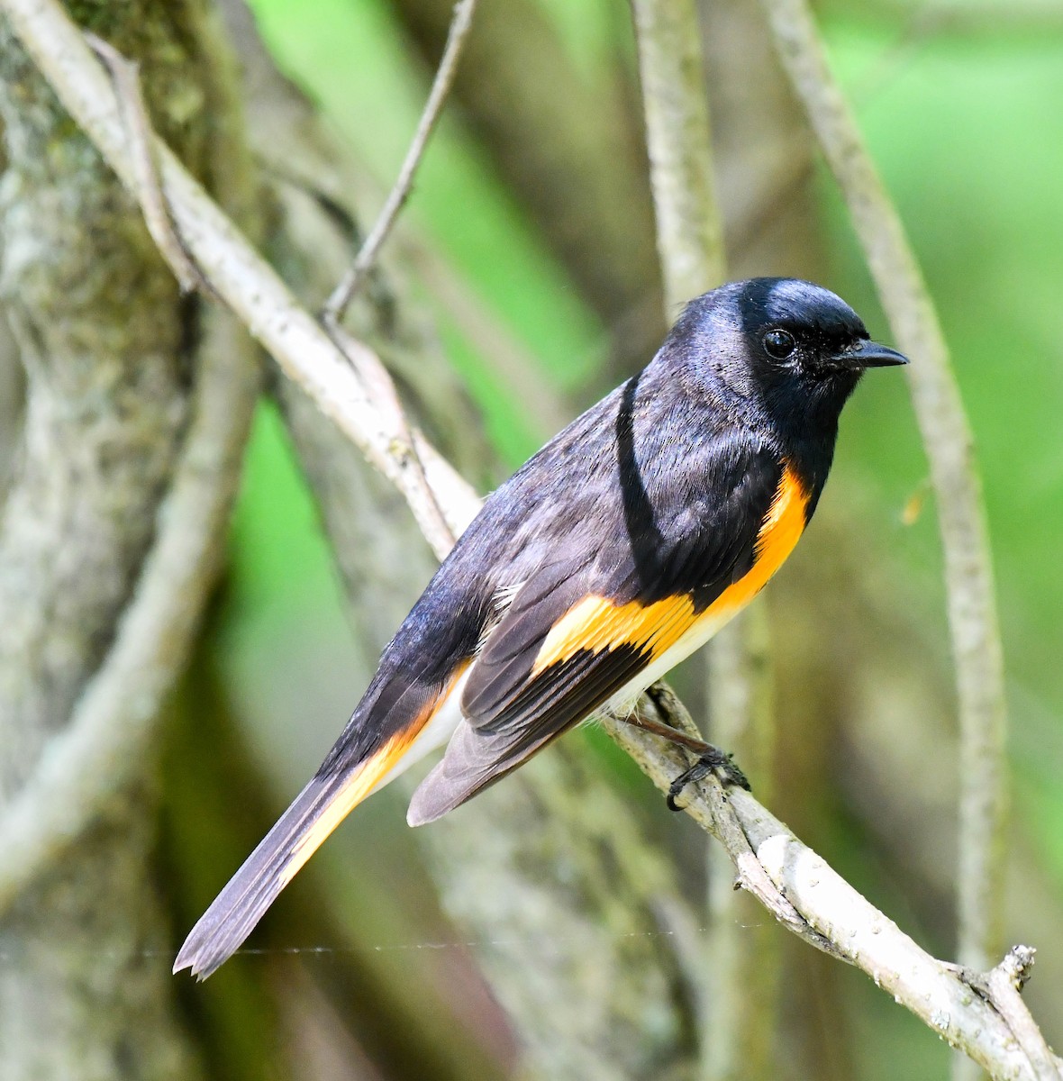 American Redstart - ML618691797