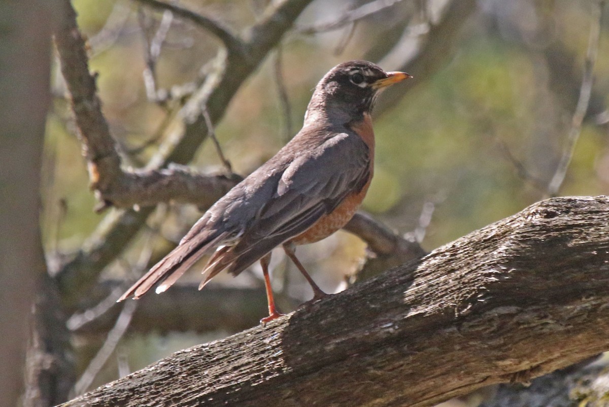 American Robin - ML618691798