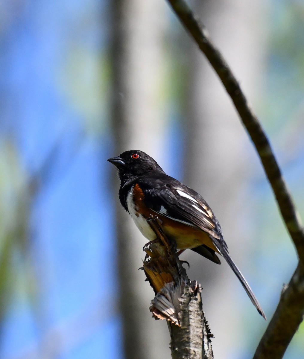 Eastern Towhee - ML618691804