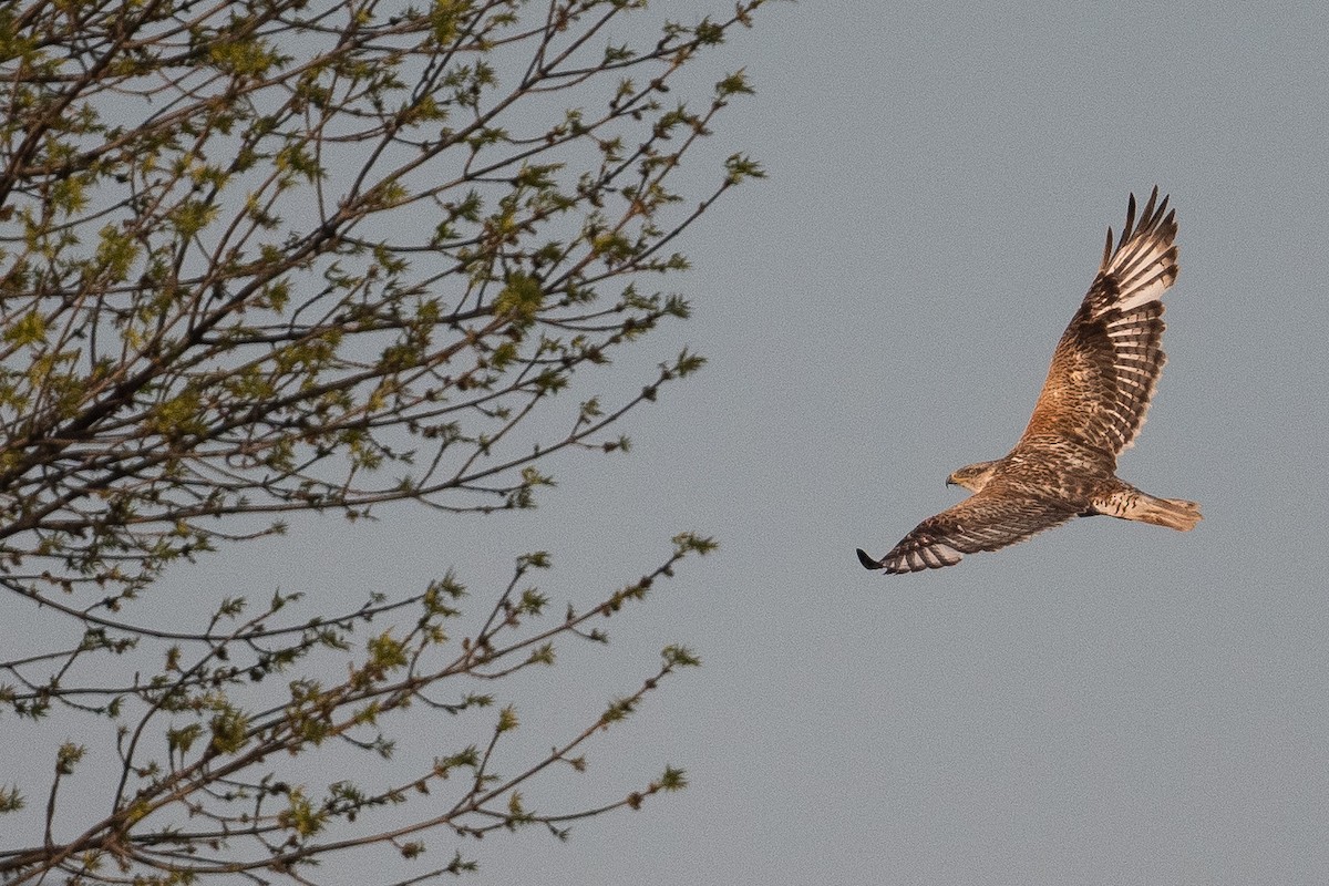 Ferruginous Hawk - Amanda Guercio
