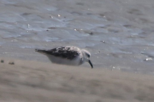 Sanderling - Connie yarbrough