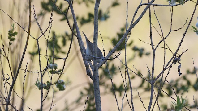 Lucy's Warbler - ML618691868