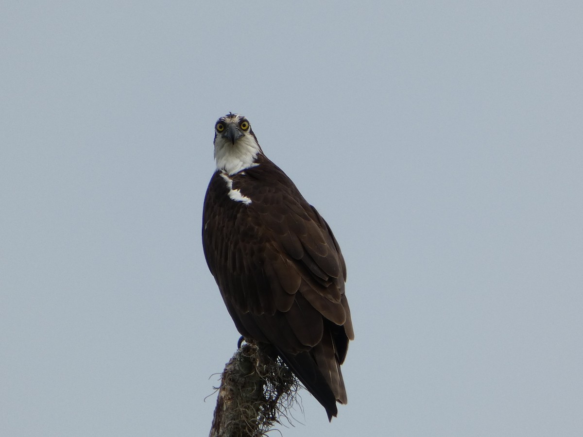 Osprey - Marieta Manolova