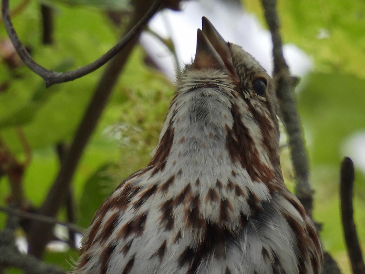Song Sparrow - Shannon Walker