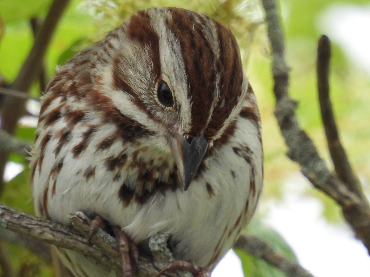 Song Sparrow - Shannon Walker