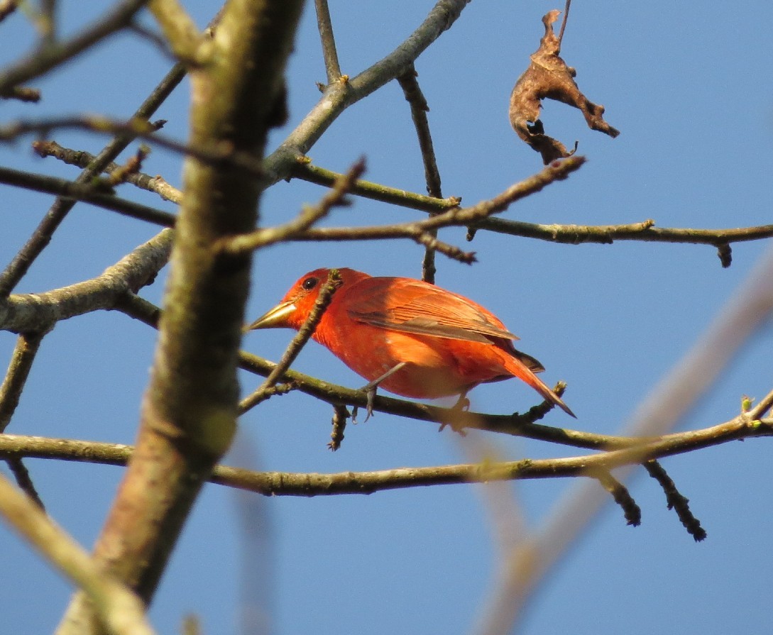 Summer Tanager - ML618691901