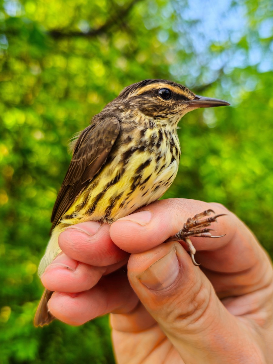 Northern Waterthrush - David  Yeany II