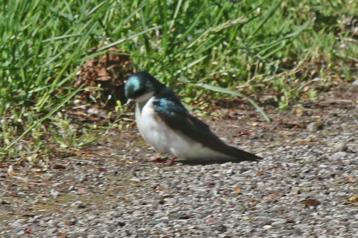 Tree Swallow - Joan and/or George Sims