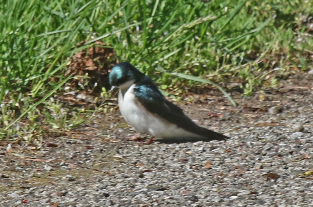 Golondrina Bicolor - ML618691925