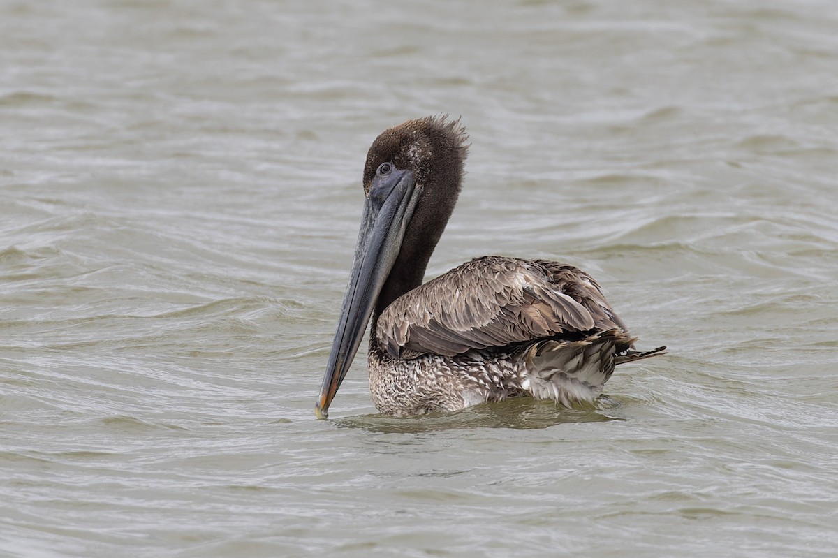 Brown Pelican - Michael Todd