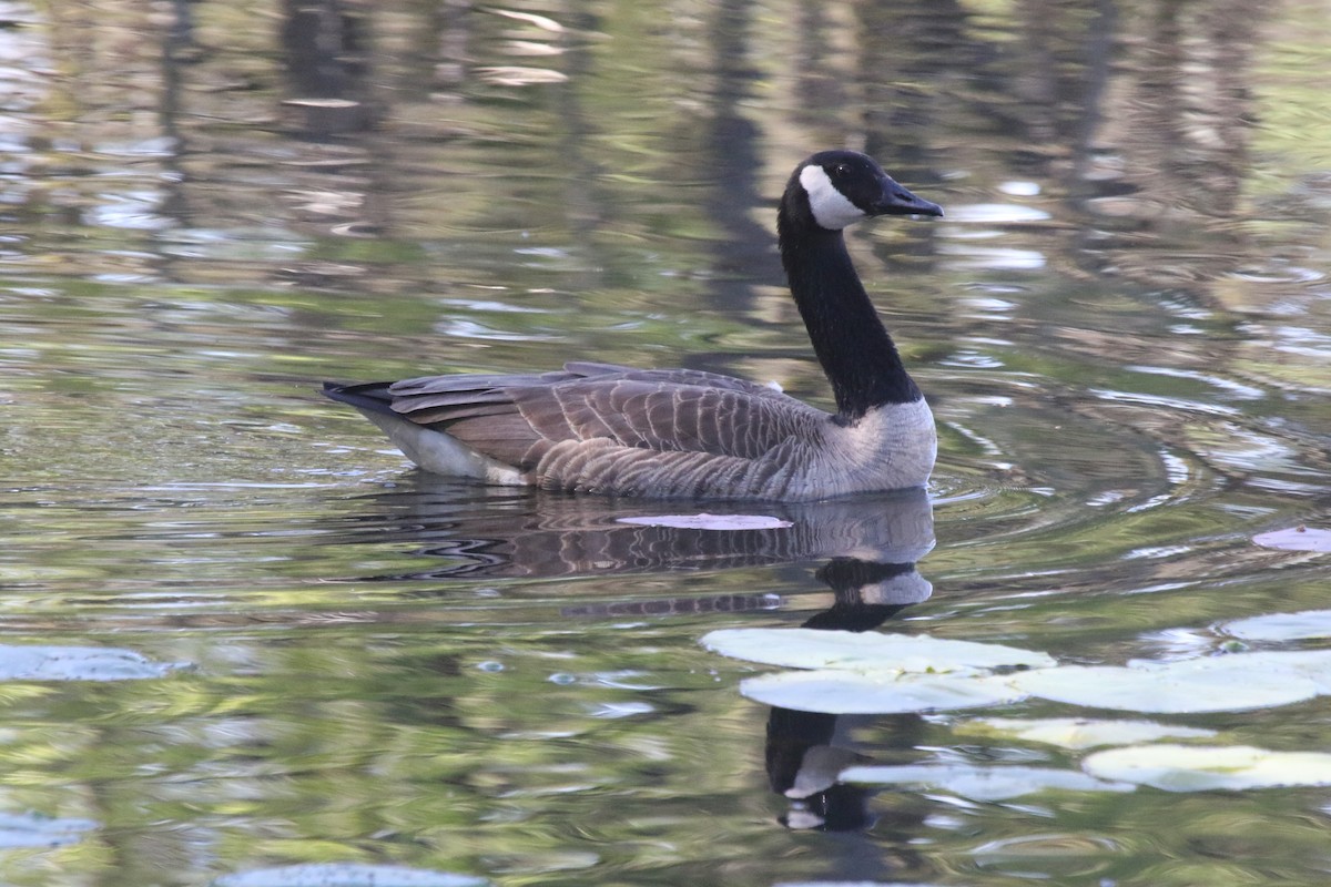 Canada Goose - Joan and/or George Sims