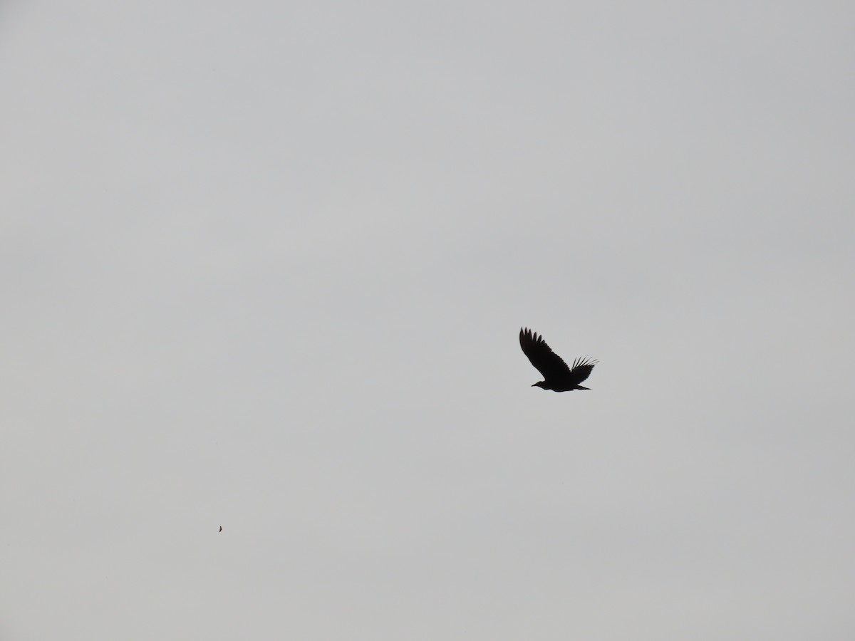 Black Vulture - ML618691976