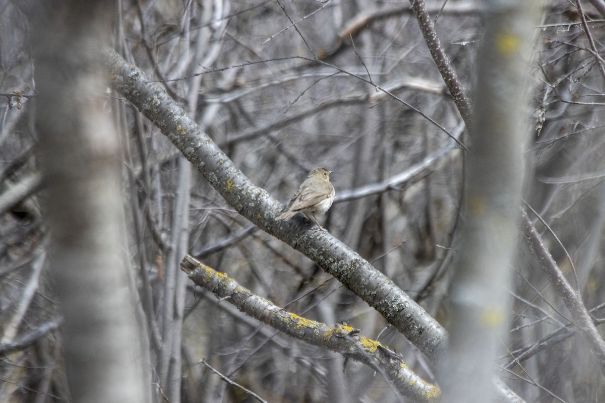 Swainson's Thrush - ML618691995