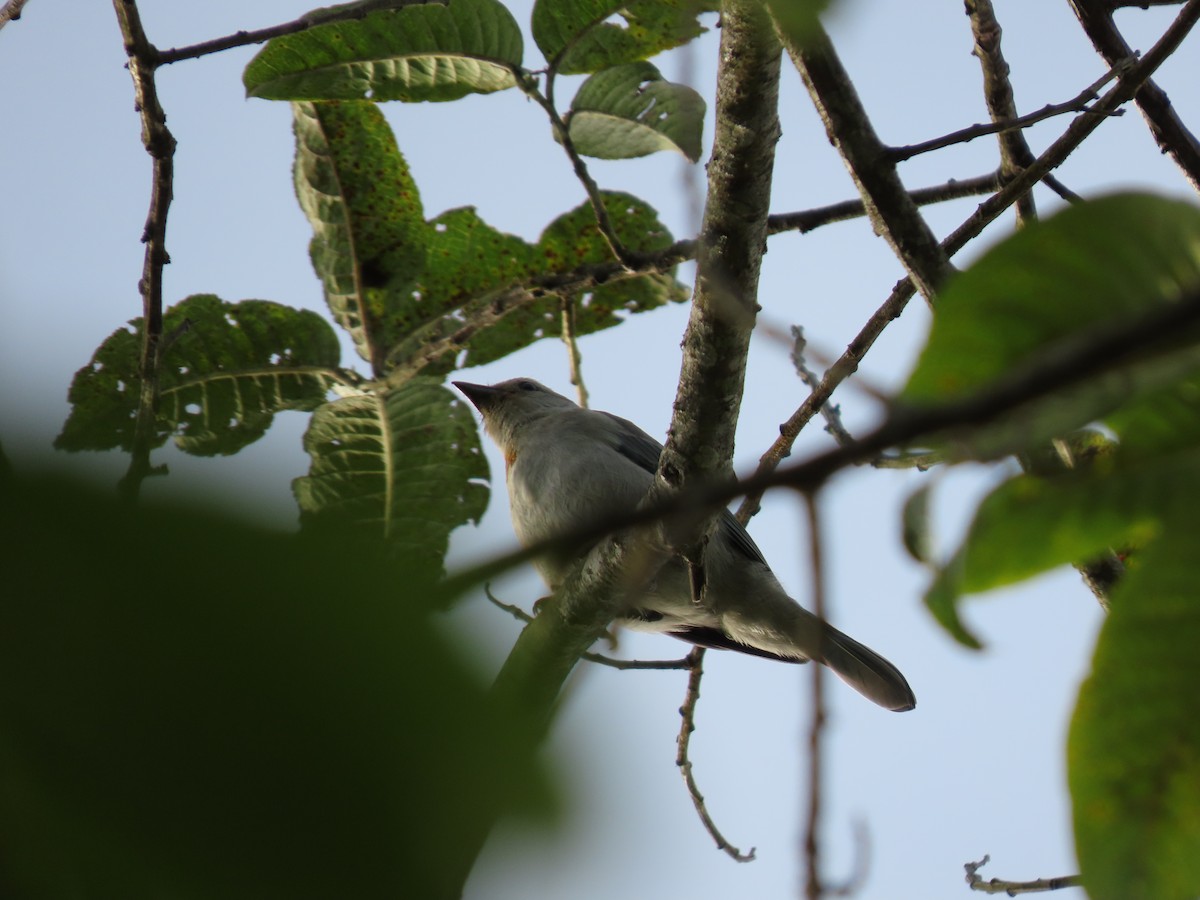 Blue-gray Tanager - ML618692039