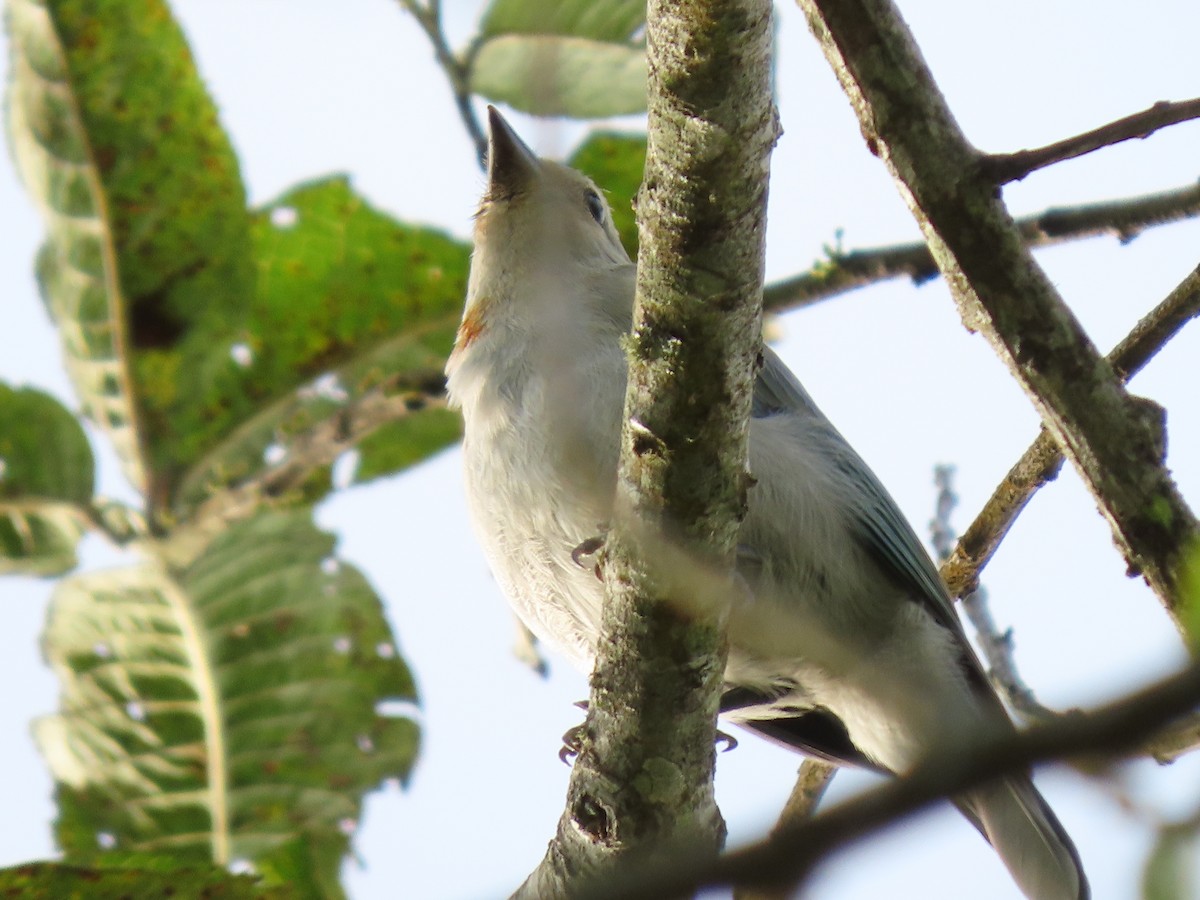 Blue-gray Tanager - ML618692041