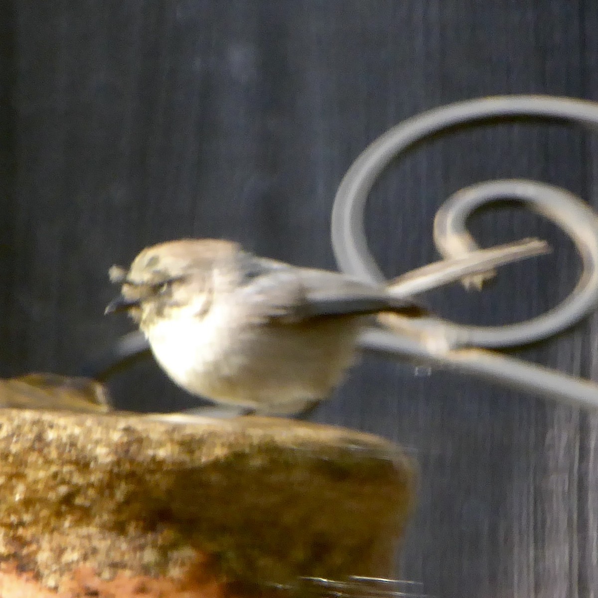 Bushtit (Pacific) - Anonymous