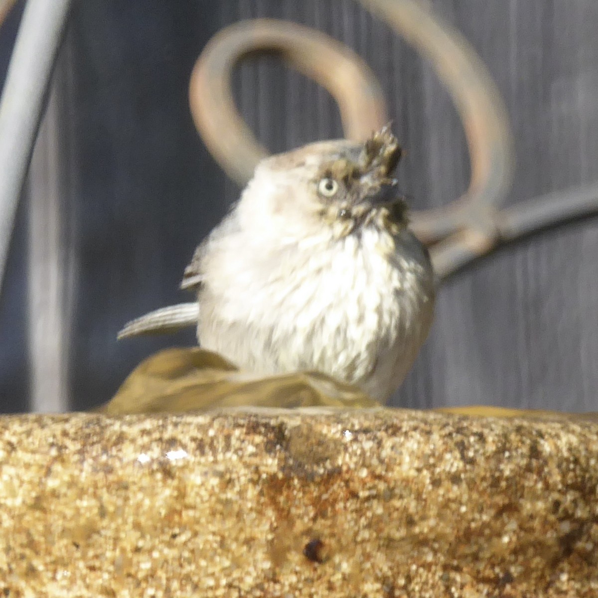 Bushtit (Pacific) - Anonymous