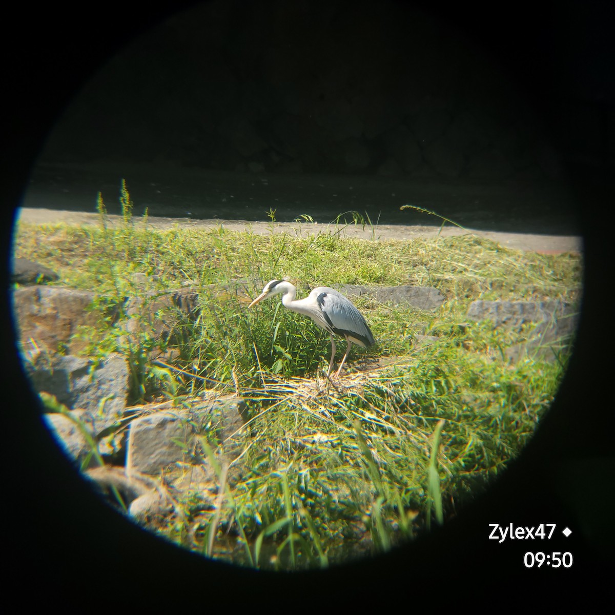 Gray Heron (Gray) - Dusky Thrush