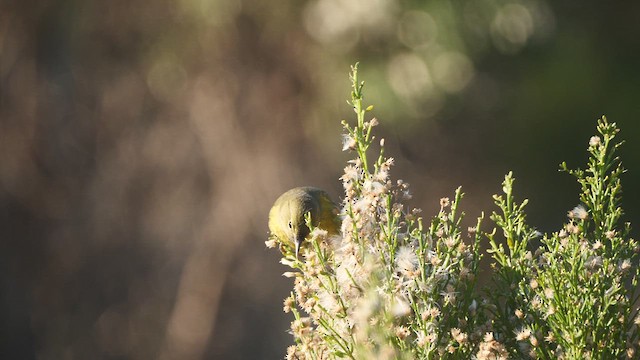 Orange-crowned Warbler - ML618692084