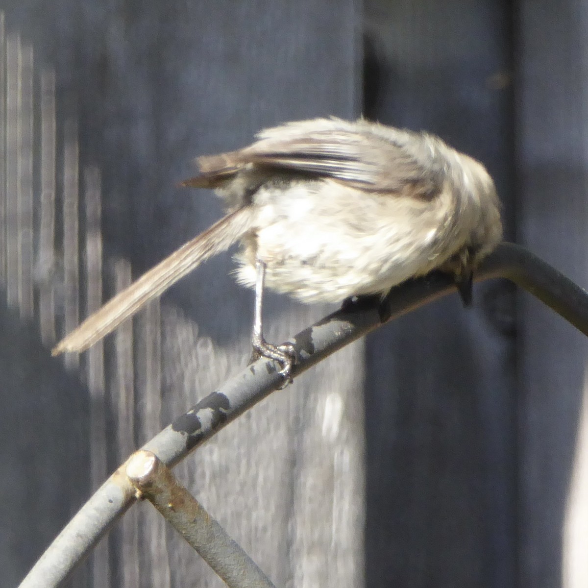 Bushtit (Pacific) - Anonymous