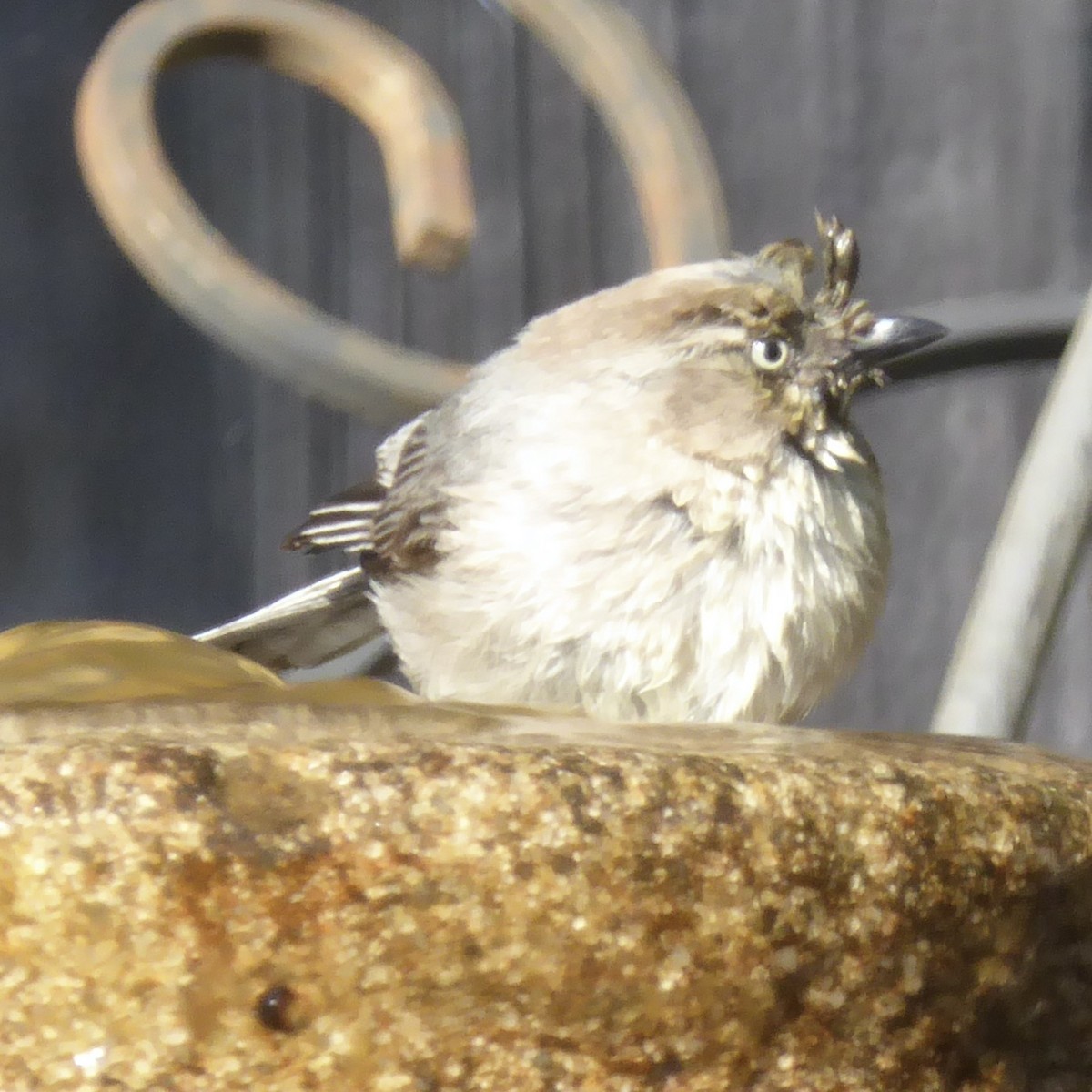 Bushtit (Pacific) - Anonymous