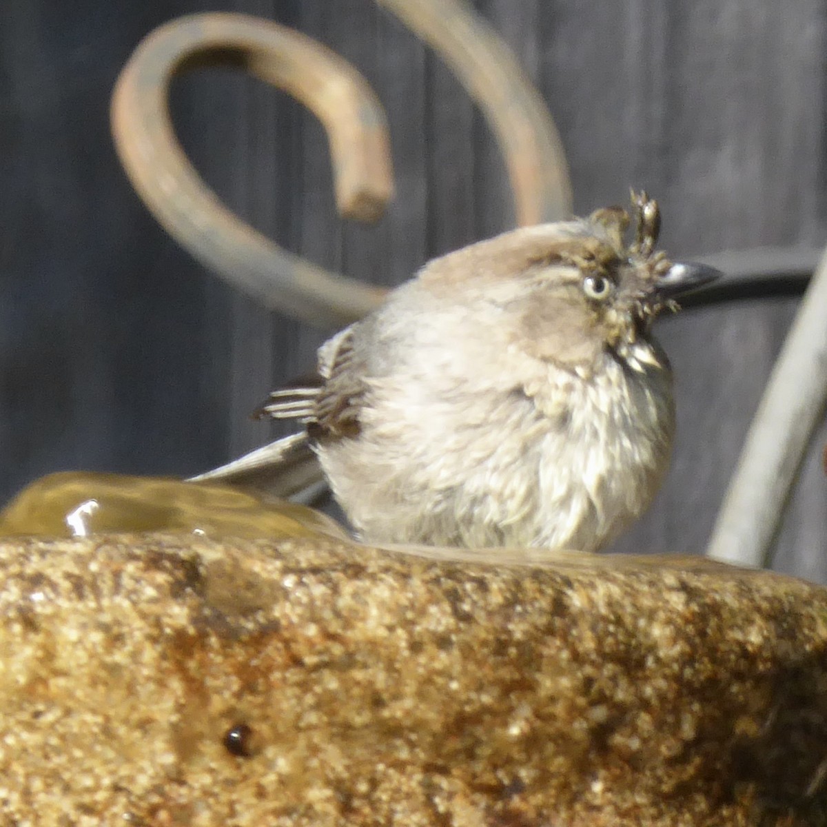 Bushtit (Pacific) - Anonymous